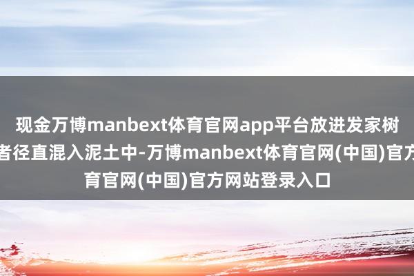 现金万博manbext体育官网app平台放进发家树的花盆底部或者径直混入泥土中-万博manbext体育官网(中国)官方网站登录入口